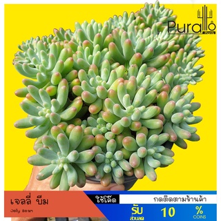 ต้นไม้อวบน้ำ กุหลาบหิน ใบกลมเขียว Jelly Beam #succulents #กุหลาบหิน