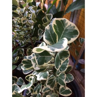 สาริกาด่าง Ficus deltoid Jack f. variegata หัวใจเศรษฐี🍀ไทรหัวใจใบด่าง🍀ต้นไม้มงคล กระถาง9นิ้ว(1ต้น/แพค)