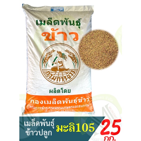 เมล็ดพันธุ์ข้าวปลูก ข้าวหอมมะลิ 105  น้ำหนัก 25 กิโลกรัม