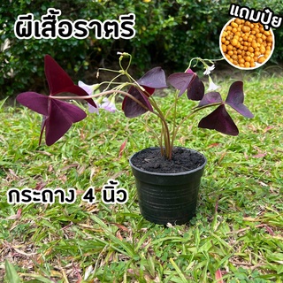 ผีเสื้อราตรี กระถาง 4 นิ้ว (แถมปุ๋ยฟรี!) Oxalis triangularis ใบสีม่วงสวย ต้นไม้หายาก ปลูกง่าย ปลูกประดับเพื่อความสวยงาม