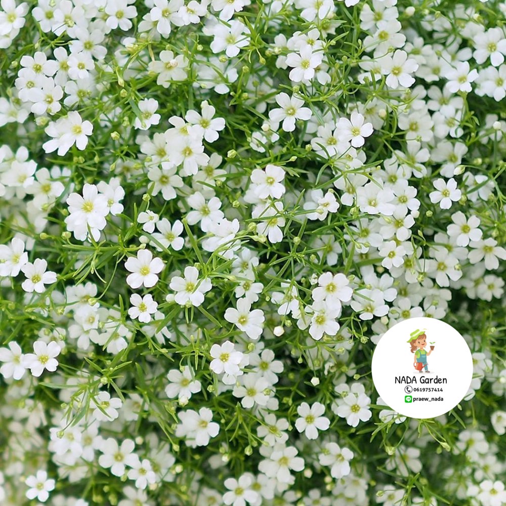 เมล็ดพันธุ์ ยิปโซฟิล่า สีขาว 300เมล็ด (Gypsophila)เมล็ดพันธุ์OPแท้ อัตราการงอกสูง ราคา ถูกที่สุด ดีลบีเคเค แกลเลอรีภาพที่ 6