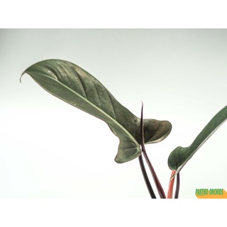 Philodendron florida bronze