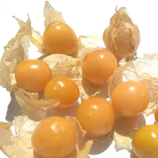 เมล็ดพันธุ์ เคพกูสเบอร์รี่ 500 เมล็ด เหลือง/แดง/ม่วง Cape Gooseberry เมล็ดโทงเทงฝรั่ง