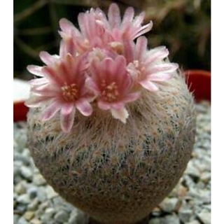 Epithelantha bokei cactus อิพิโบกิอาย