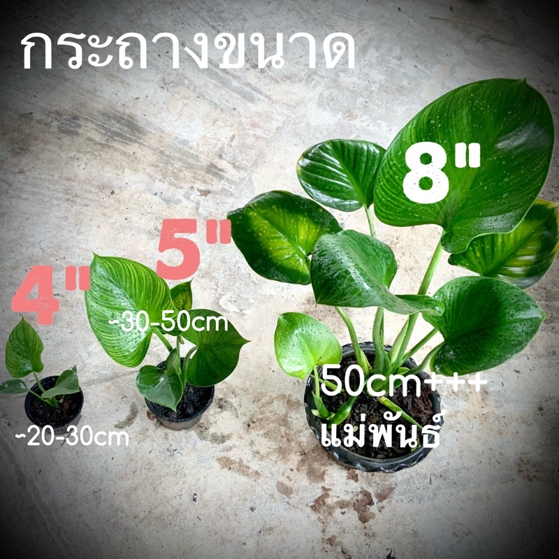 ต้นเศรษฐีพัดโบกริ้วทอง เลี้ยงในน้ำได้ ไม้เสริมเมตตามหาเสน่ห์