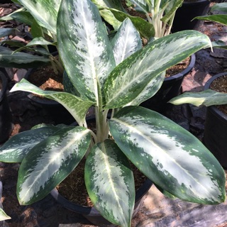 อโกลนีมา บัลลังค์เงิน Aglaonema sp. ‘Banlangngoen’