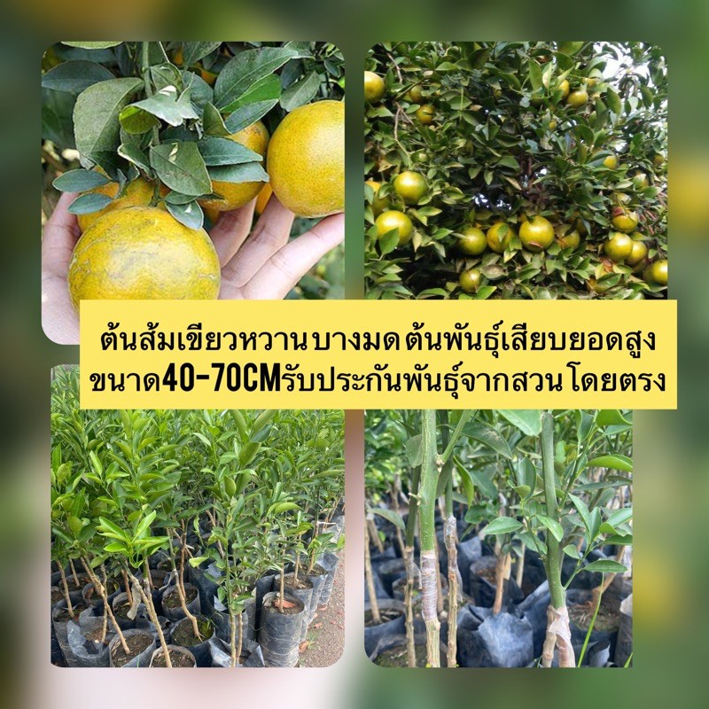 ต้นส้มเขียวหวาน บางมด ต้นพันธุ์เสียบยอดสูง ขนาด40-70Cmรับประกันพันธุ์จากสวนโดยตรง🌱  | Shopee Thailand
