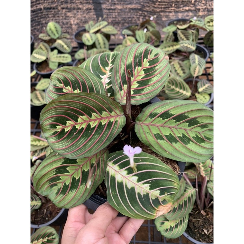 Red Maranta คล้ามารันต้าเรด กระถาง 6 นิ้ว