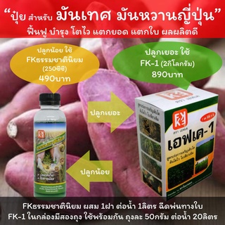 ปุ๋ย สำหรับ มันเทศ ปุ๋ยสำหรับ มันหวานญี่ปุ่น ปลูกเยอะใช้ FK-1 ปลูกน้อยใช้ FKธรรมชาตินิยม