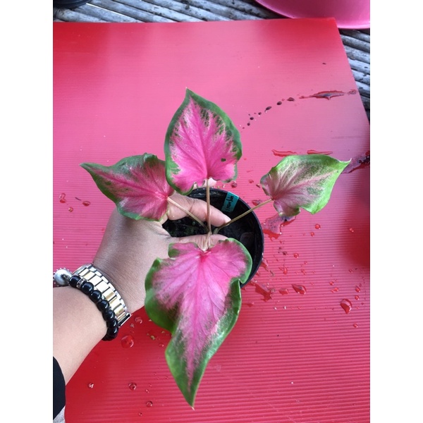บอนสีหนุมานเข้าเฝ้า ราชินีแห่งใบไม้