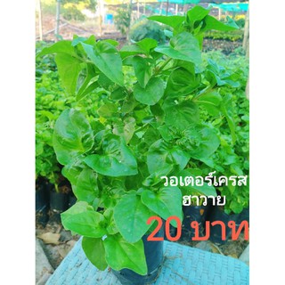 วอเตอร์เครส ฮาวาย,ผักสลัดน้ำ,ผักเป็ด,ราชินีเเห่งผัก,