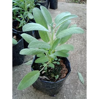 ต้นพันธ์ุเสจ (Sage) สมุนไพรฝรั่ง(ส่งพร้อมกระถาง5นิ้ว)