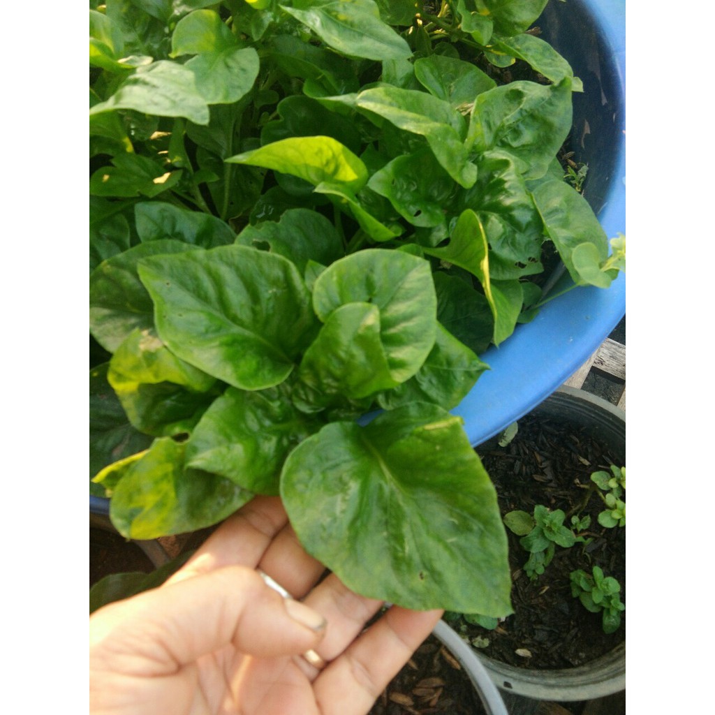 ต้นพันธ์ุ วอเตอร์เครสฮาวาย (Watercress) ราชินีแห่งผักสำหรับคนรักสุขภาพ - รูปที่ 5