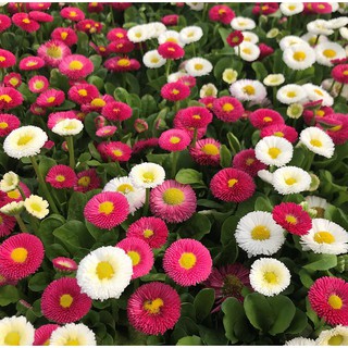 เมล็ดพันธุ์ ดอกอิงลิชเดซี่ คละสี (English Daisy Flower Mix Seed) จำนวน 100 เมล็ด  ราคา 19 บาท สินค้านำเข้า