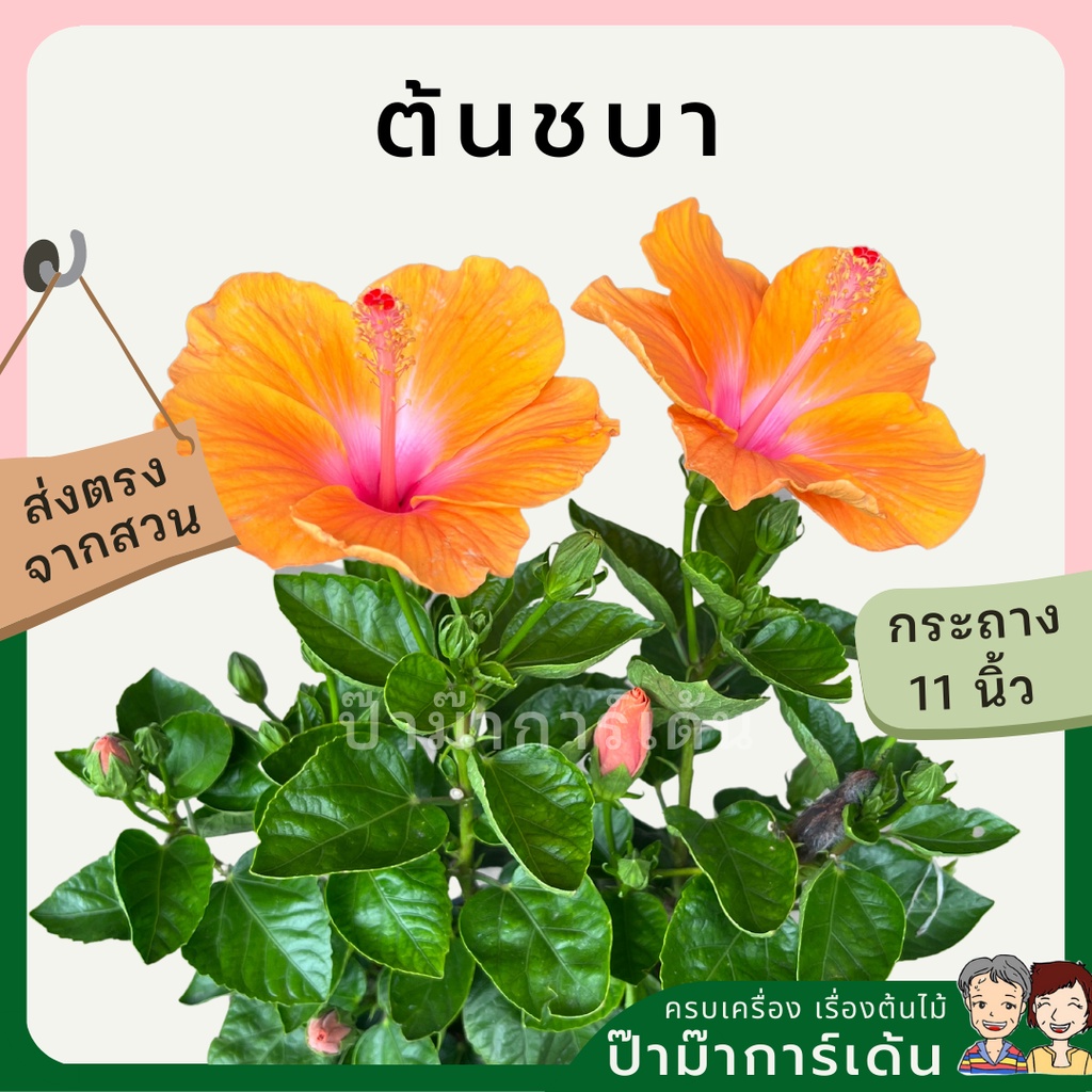 มุมมอง 2