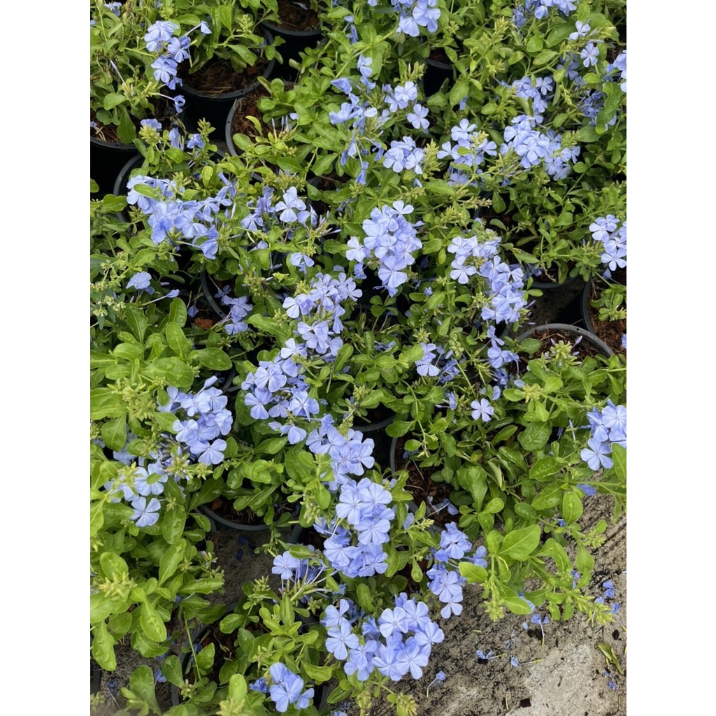 มุมมอง 6