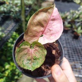 Syngonium Strawberry Ice สตรอเบอรี่ไอซ์