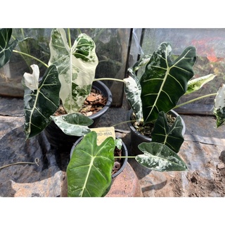 Alocasia frydek variegated​ ต้นไม้ฟอกอากาศมาแรง​ อโลคาเซีย ฟรายเด็กซ์ด่าง​ frydex frydek​ ด่าง