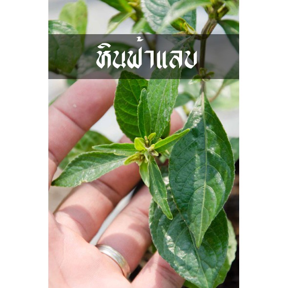 หินฟ้าแลบ (บาร์ตูนิต้า,เขียวสุรัตน์)ใช้ลดความดันใน เส้นเลือดเลี้ยงสมอง ราคา ถูกที่สุด ดีลบีเคเค แกลเลอรีภาพที่ 3