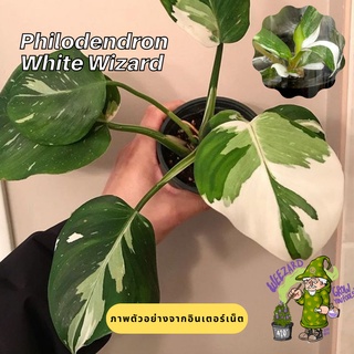 ไม้เนื้อเยื่อ ฟิโลเดนดรอนไวท์วิซาร์ด ไม้เพาะเนื้อเยื่อ Philodendron White Wizard