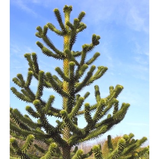 Monkey Puzzle Tree "ต้นสนหางลิง" Araucaria araucana พันธุ์พืชอนุรักษ์ พันธุ์พืชสงวนเพราะใกล้สูญพันธุ์ ต้นกำเนิดจากประเทศ