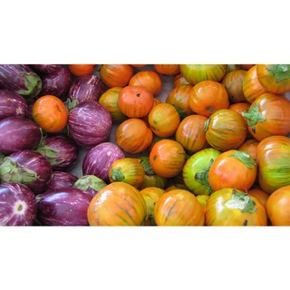 เมล็ด มะเขือตุรกี - Turkish Orange Eggplant