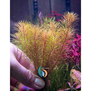 ต้นไม้น้ำ  โรทาล่า วาลิชี่ Rotala wallichii