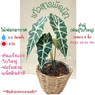 ต้นแก้วสารพัดนึกตัวผู้  ส่งในกระถาง 8 นิ้ว ไม้ฟอกอากาศ ลายใบสวยๆ