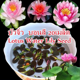 บอนสี 20 เมล็ด บัวจิ๋ว Mixed Colors Lotus Water Lily Seeds บอนสี บัวคละสี เมล็ดเล็ก ดอกดกทั้งปี ของแท้ บัวจิ๋วญี่ปุ่น