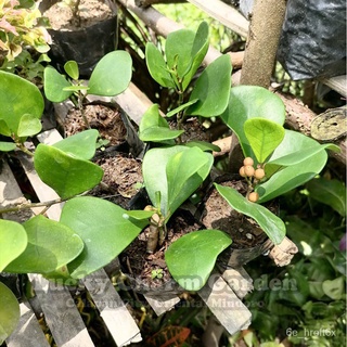 Ficus triangulensis or triangle fig (live plant with soil)男装/向日葵/花园/儿童/玫瑰/芹菜/苹果/生菜/香菜/裙子//กุหลาบ STVQ