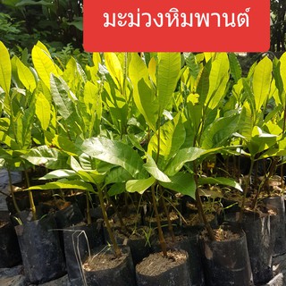 มะม่วงหิมพานต์ 28-35ซม. ต้นมะม่วงหิมพาน