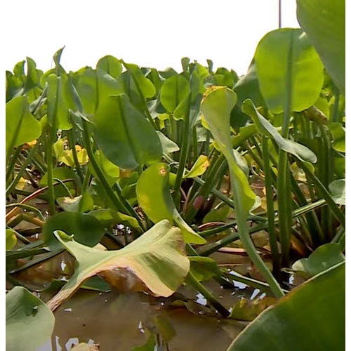 เมล็ดผัก ผักพาย คันจอง ตาลปัตรฤาษี ผักก้านจอง  ผักสมุนไพรพื้นบ้าน ซองละ 500 เม็ด - รูปที่ 4