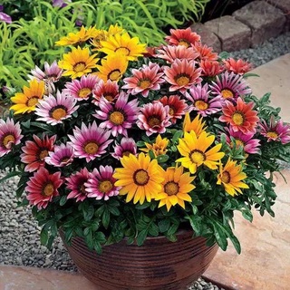 200 เมล็ด กาซาเนียคละสี (พระจันทร์ทรงกลด) - Mixed Gazania คละสีเหลือง แดง ส้ม ชมพู บรอนซ์ และอื่นๆ