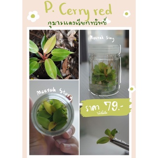 🌹 เชอรี่เรด กุมารแดงเรียกทรัพย์ 🌹 (philodendron cherry red) 🍀🍀