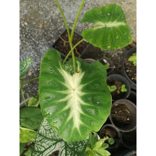 เมาอิ ซันไลท์ โคโรคาเซียหายาก สวย กระดูกขาว สูงเกิน 50 cm. Colocasia Maui Sunrise เมาอิ ซันไรส์