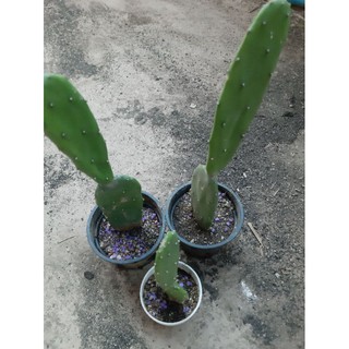 กระบองเพชรใบเสมา (Opuntia cochenillifera) ลำต้นแบนหนา