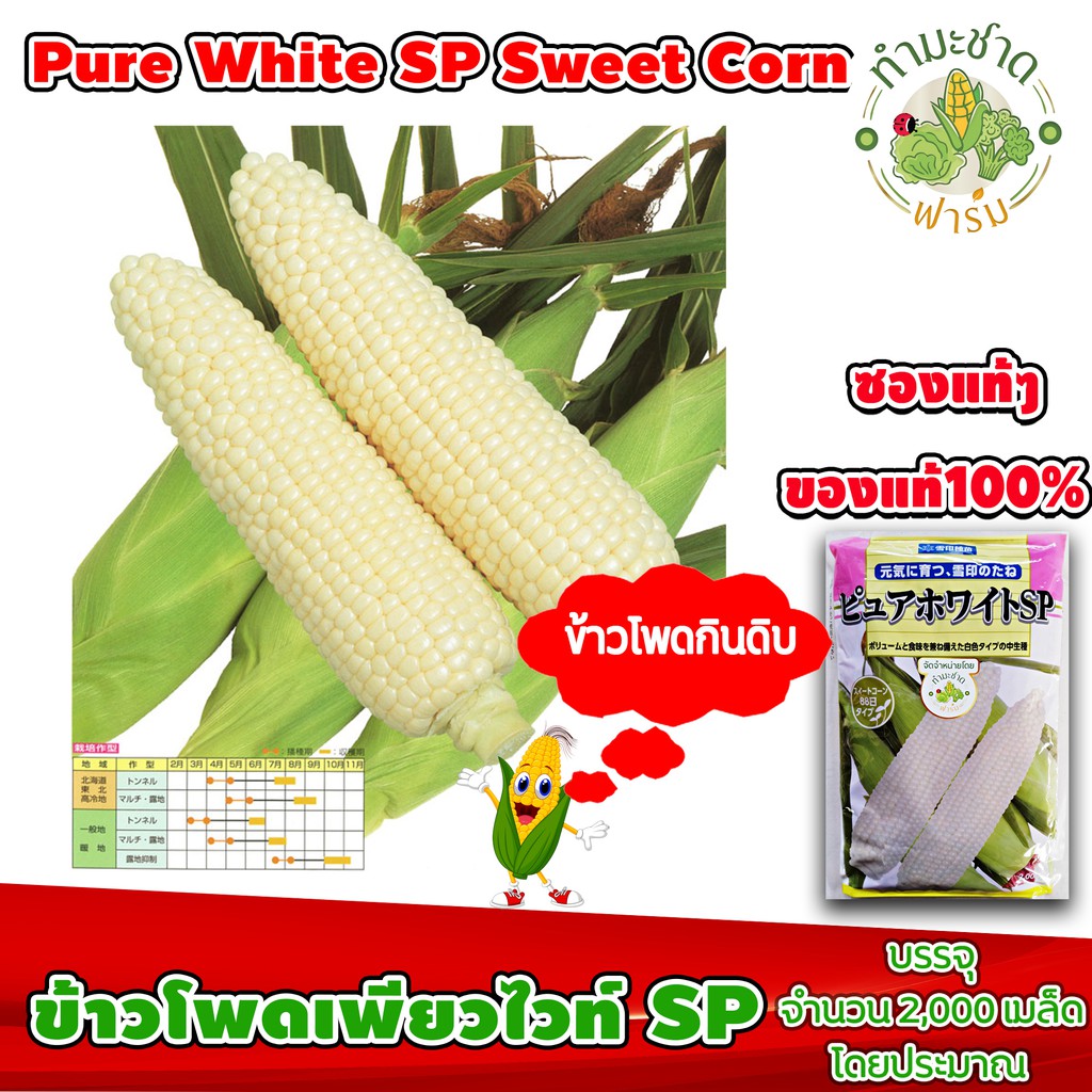 [ซองแท้ 2,000เมล็ด] เมล็ดพันธุ์ ข้าวโพด เพียวไวท์ SP Pure White SP Hokkaido Sweet Corn ข้าวโพดฮอกไกโด ข้าวโพดนมสด