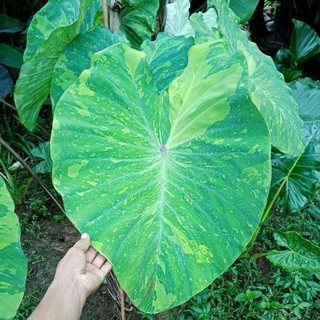 บอนเลม่อน​ Colocasia​ Lemon-Lime​ Gecko​