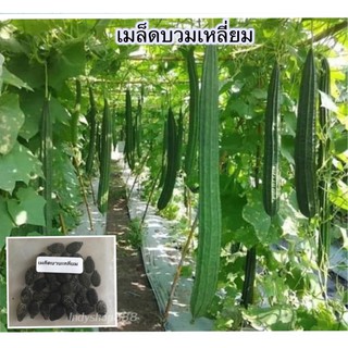 เมล็ดพันธุ์ บวบ บวบเหลี่ยม บวบยาว 40 เมล็ด [10 แถม 1 คละได้]