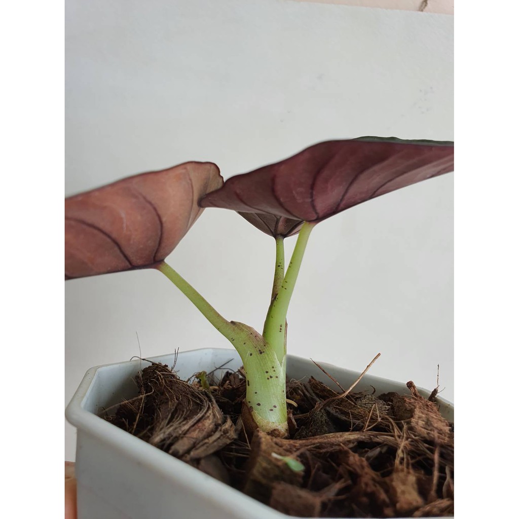 มุมมอง 4