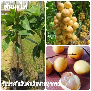 ต้นมะไฟ ส้มไฟ(เสียบยอด) ผลไม้พื้นบ้าน เมล็ดสีขาวขุ่น รสเปรี้ยวอมหวาน ต้นสูง 50-70่ซน.(1 ต้น)