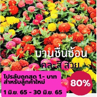 เมล็ดดอกบานชื่นซ้อน 200 เมล็ด คละสี