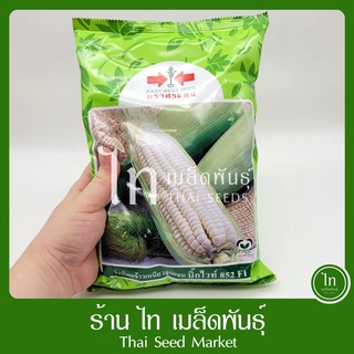 บิ๊กไวท์ 852 บิ๊กไว ข้าวโพดข้าวเหนียว เมล็ดข้าวโพด ฟักใหญ่ ลูกผสม F1 ศรแดง ขาว ดก ใหญ่ ทนโรค บรรจุ 1 กิโลกรัม / 200 กรัม