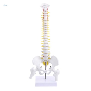 Chua 45cm Human Anatomical Spine with Pelvic Flexible Model Medical Learn Aid Anatomy D6HT