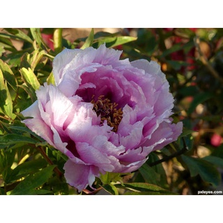 20 เมล็ด เมล็ดโบตั๋น ดอกโบตั๋น ดอกพีโอนี (Peony) สีม่วง Purple Peony