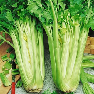 เมล็ดพันธุ์ เซเลอรี่ คื่นฉ่ายฝรั่ง (Celery Utah Seed) บรรจุ 1000 เมล็ด