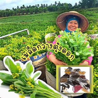 เมล็ดพันธุ์กวางตุ้งดอก( 10 ซองแถม 1 ซองคละได้ )