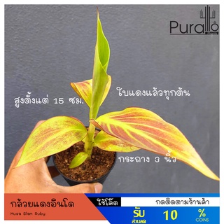 กล้วยแดงอินโด กล้วยด่าง (Musa Siam Ruby) รับประกันแดงทุกต้น สายพันธุ์แท้ 100% พร้อมส่ง ไม่ต้องจอง #กล้วย #ต้นไม้ด่าง