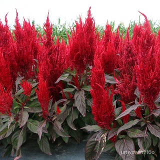 [อย่างรวดเร็ว-1] มาเลเซียสำเร็จรูปสต็อก200ชิ้นผสมสีCelosia Plumosaเมล็ดหงอนไก่บอนไซเมล็ดพืชดอกหายากขายเมล็ดพันธุ์ดอกไม้ป