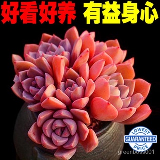 【Ready stock】多肉植物红粉佳人PINK办公室内阳台桌面绿植园艺新款花卉组合盆栽 57JY